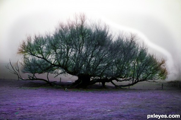 Purple land